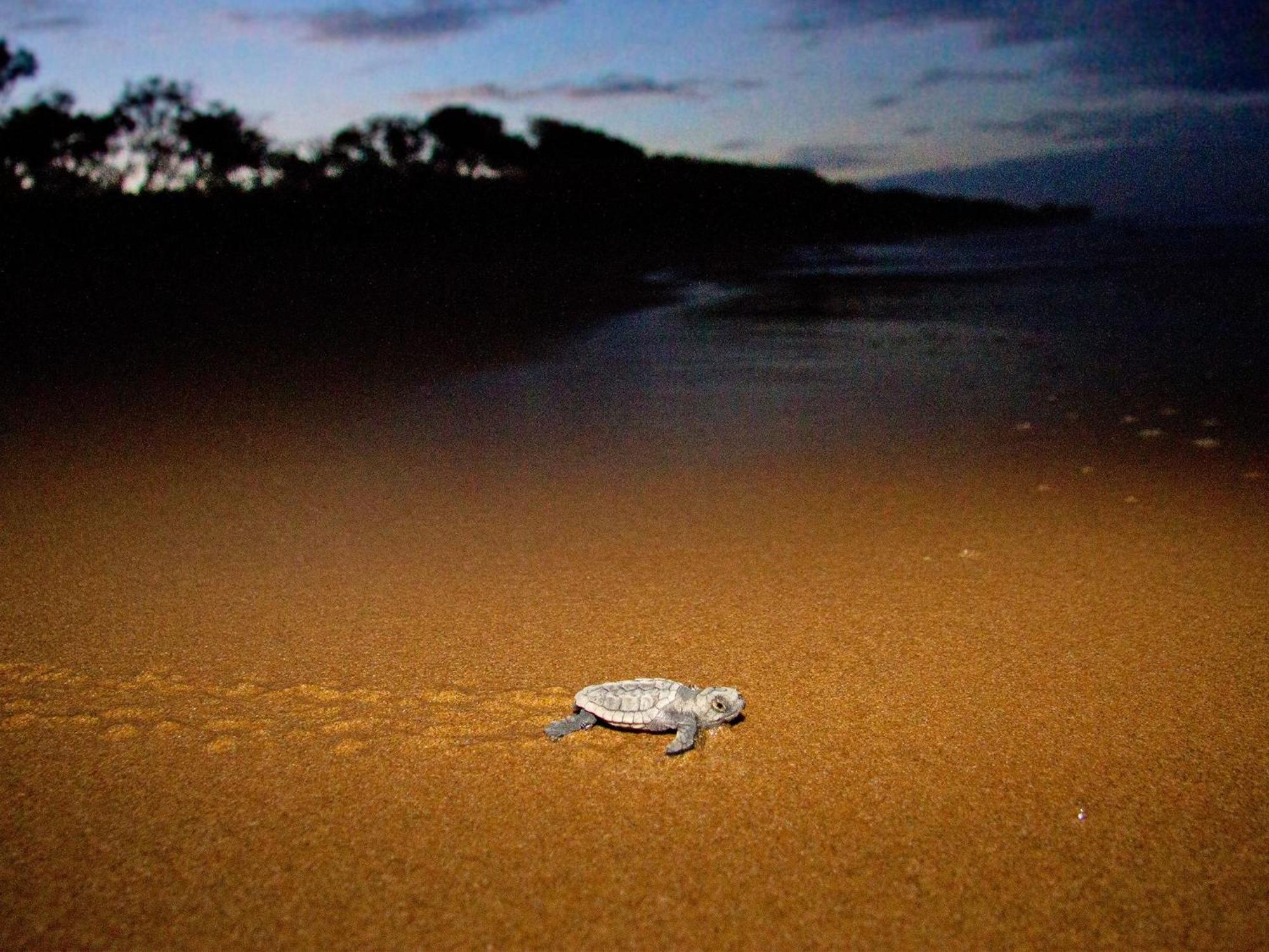 Ostello Tomato Backpackers Bundaberg Esterno foto